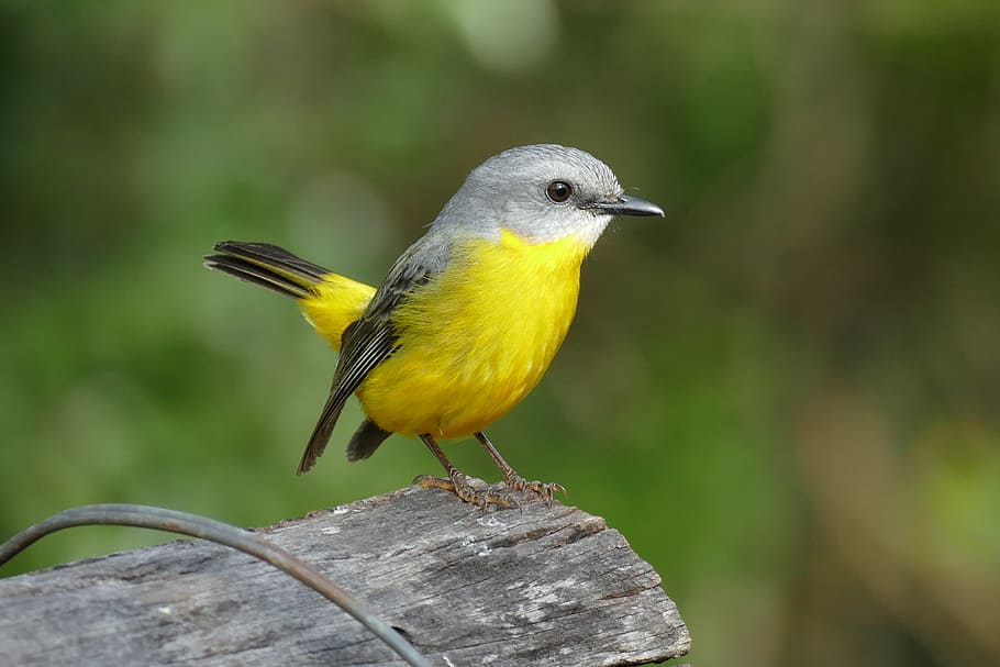 shallow photography of yellow and gray bird, breasted, robin HD wallpaper