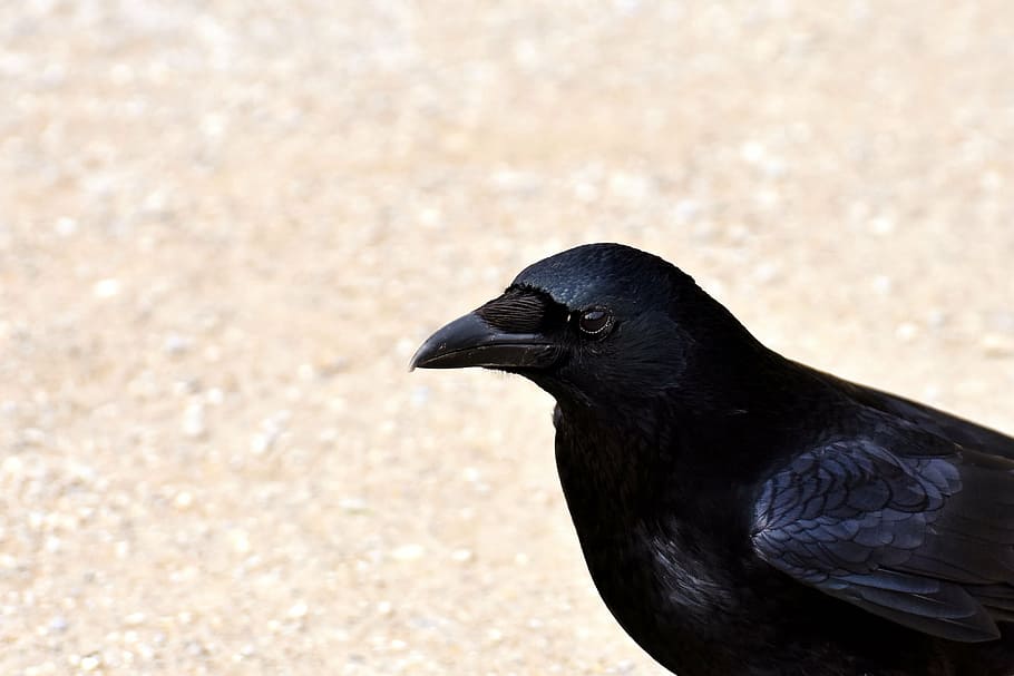 HD wallpaper: selective focus photography of black crow, raven, bird ...