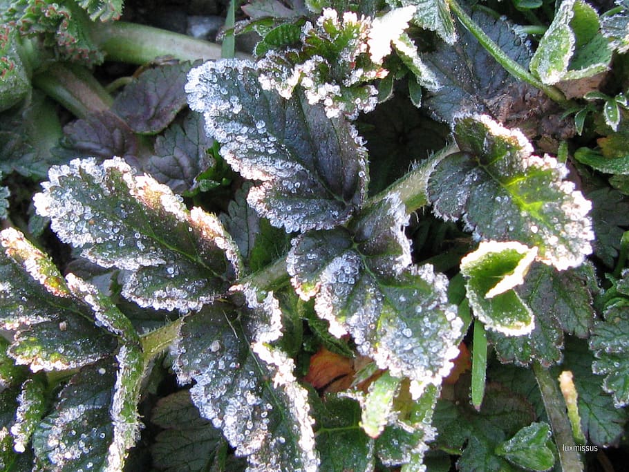 frost, winter, leaves, cold, foliage, spring, green, growth HD wallpaper