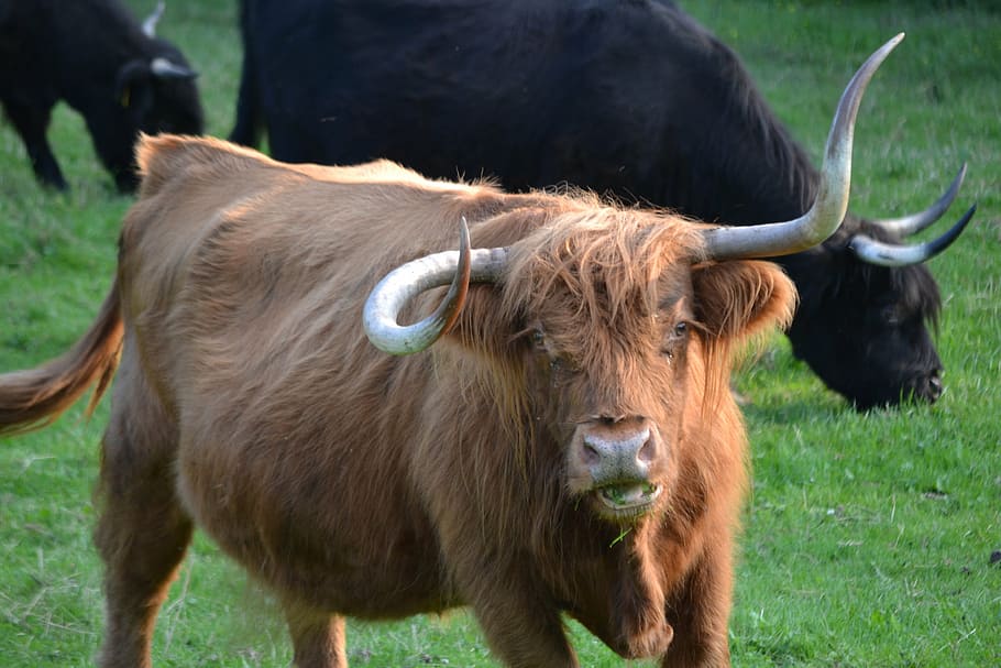 HD wallpaper: beef, cow, cattle, cows, pasture, horns, animal, graze ...