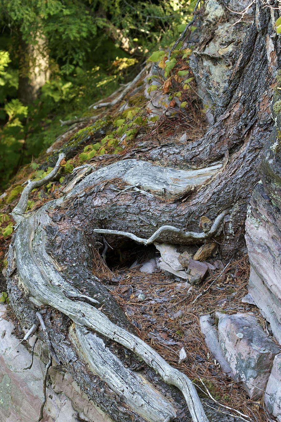 roots, mountain, trees, nature, landscape, green, outdoor, environment HD wallpaper