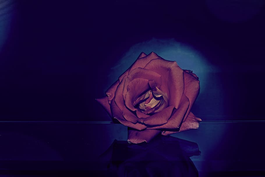 rose, flower, roses, background, dark, indoors, one person HD wallpaper