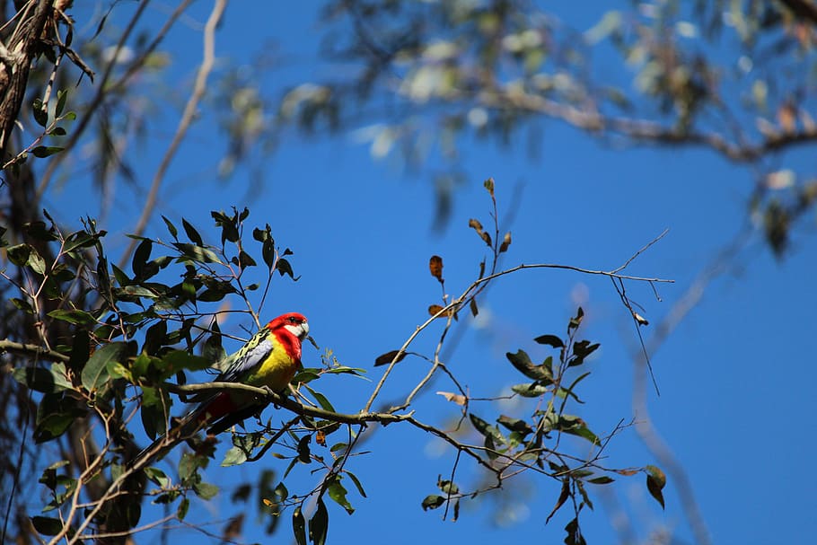 parrot, bird, gum, tree, perched, eastern, rosella, vertebrate HD wallpaper