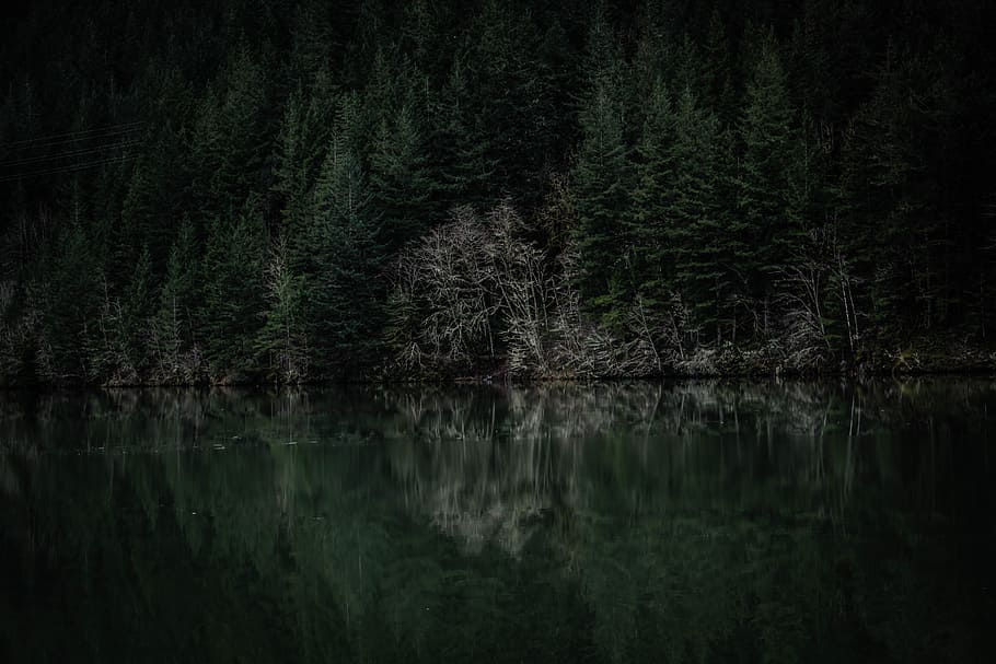 wood, light, dawn, landscape, dark, environment, evening, forest HD wallpaper