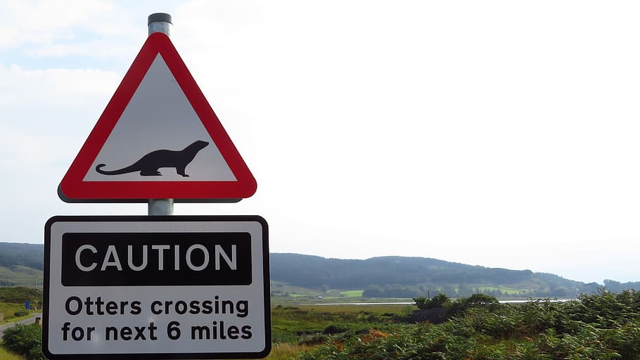 Otter, Road Sign, Warning, Animals, street sign, risk, communication, HD wallpaper