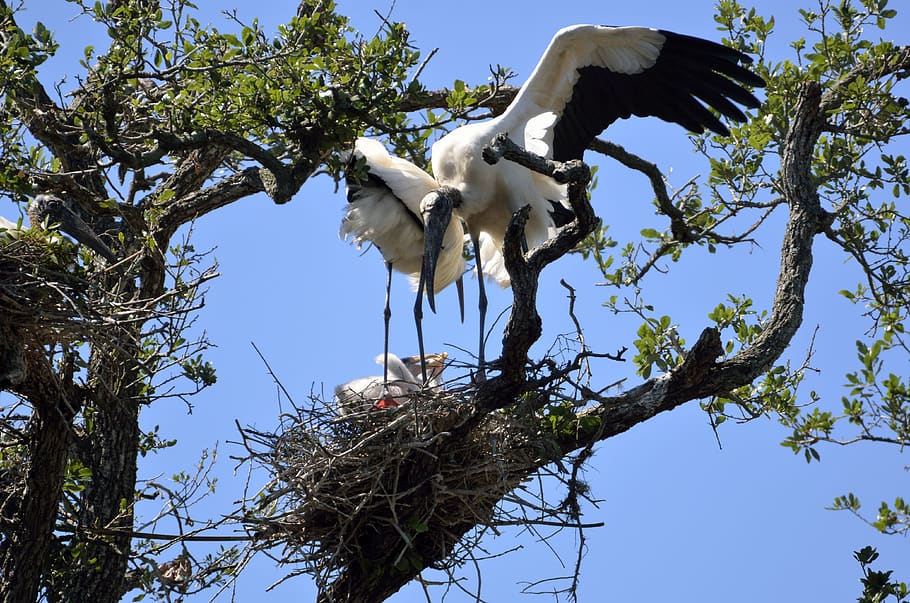 wood stork, nesting, bird, nature, white, wildlife, wings, tree, HD wallpaper