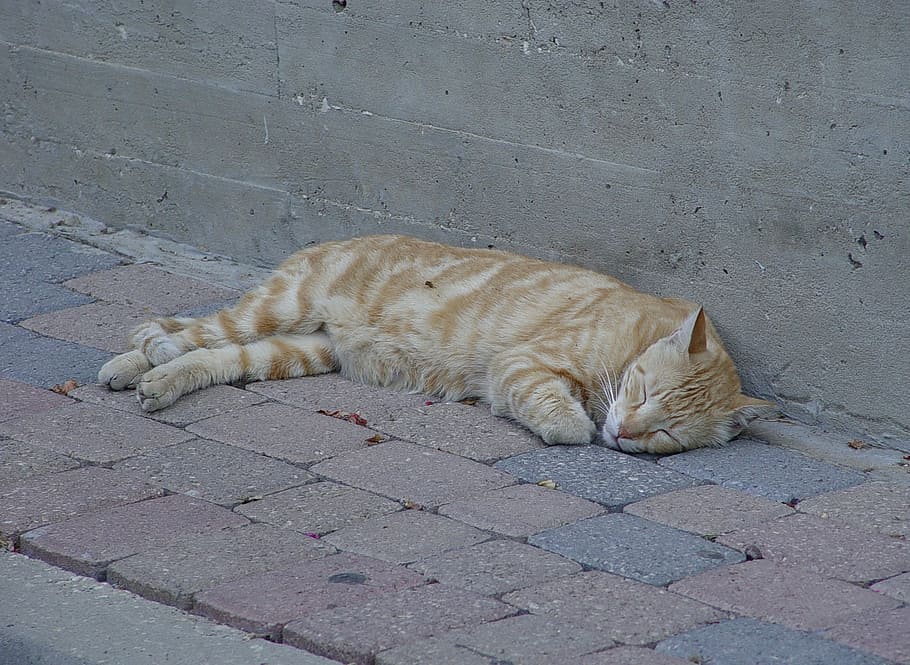 Orange, Cat, Sleep, Sidewalk, animal themes, domestic cat, one animal HD wallpaper