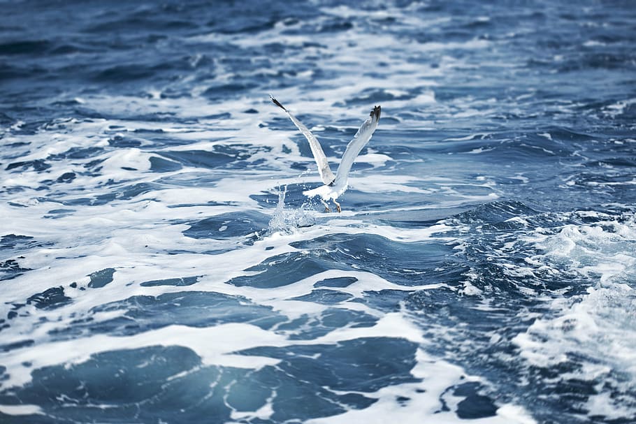 white bird flying above the ocean during daytime, gull, motion HD wallpaper