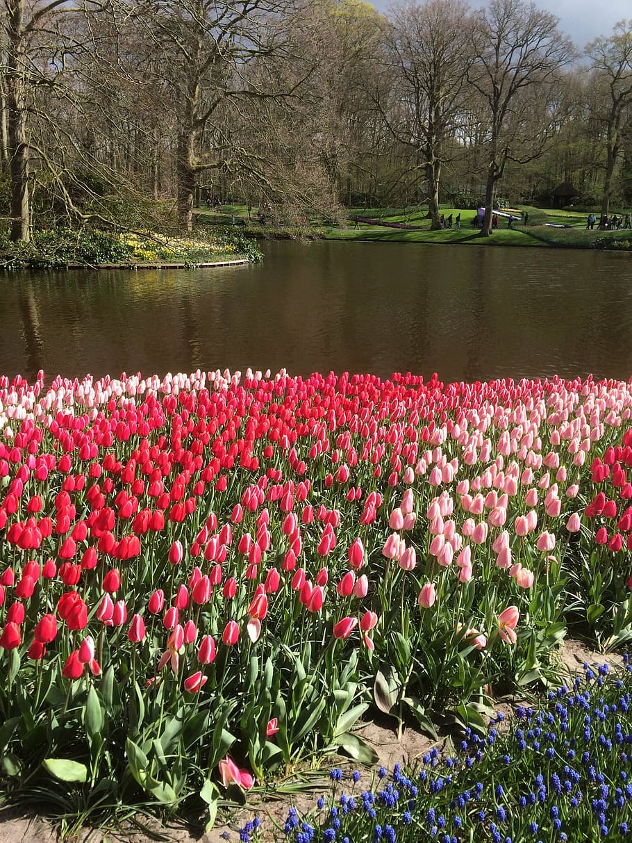 tulips, flowers, keukenhof, floral, bloom, red, blooming, garden, HD wallpaper