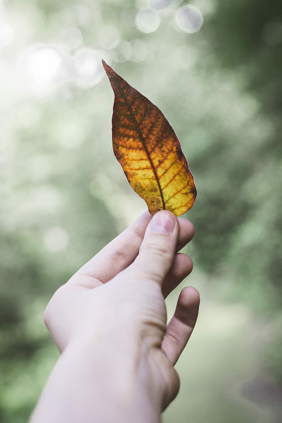 person holding dry leaf, person holding orange and yellow leaf HD wallpaper