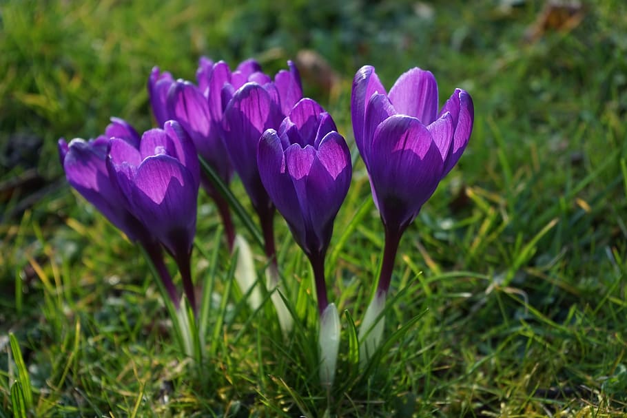 crocus, flowers, purple, close, spring, bühen, colorful, violet HD wallpaper