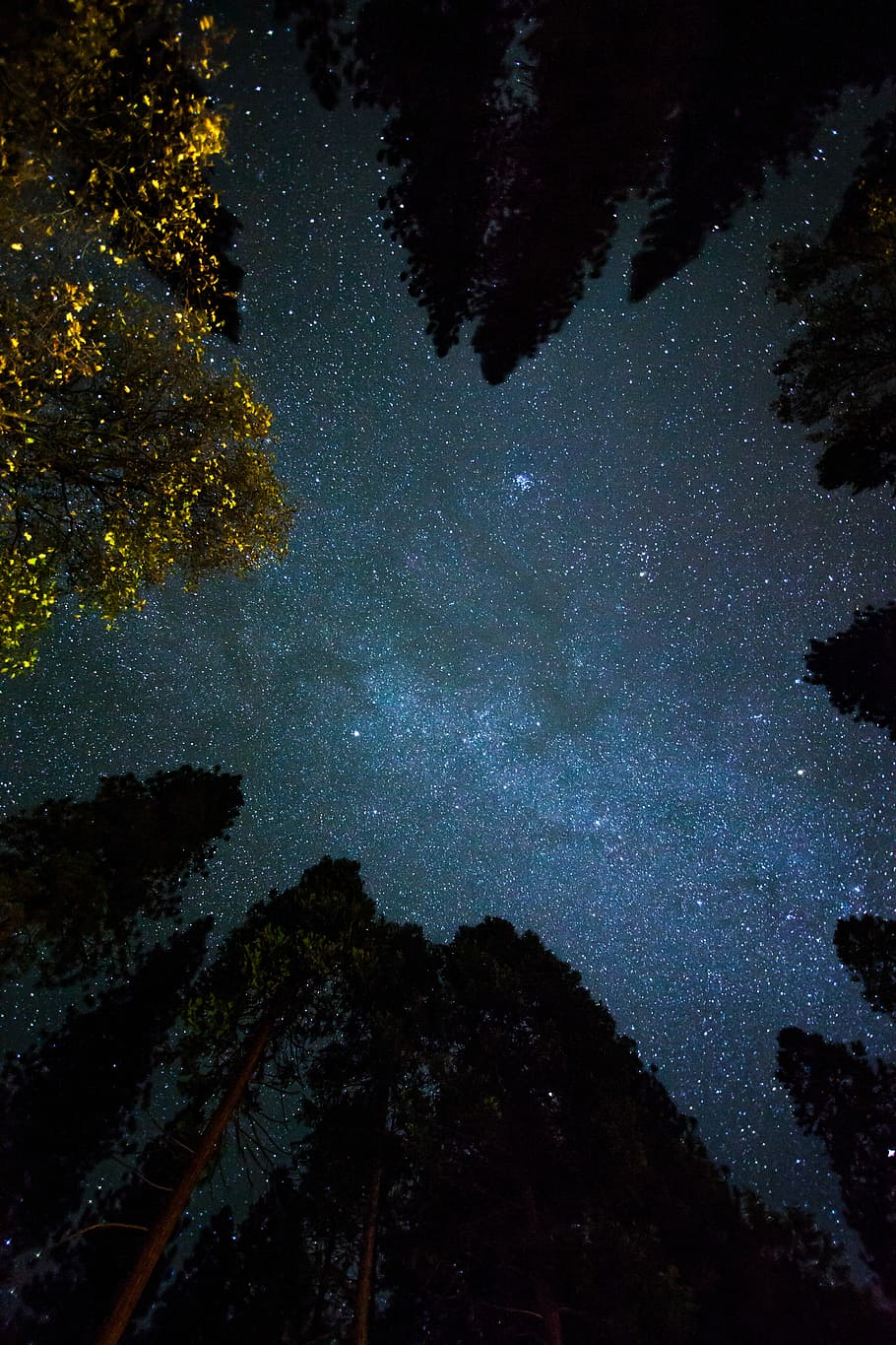 bottom view shot of trees under starry sky, silhouette of trees during night time