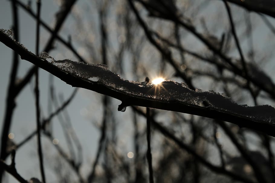 sunset, magic tree, ice, refraction, crystal, small sunset HD wallpaper