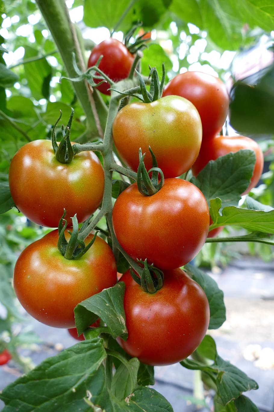 tomatoes, tomato plant, red, on the vine, vegan, food and drink, HD wallpaper