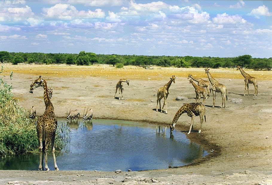 Mammal, Wild Animal, Africa, Namibia, savannah, water hole, HD wallpaper