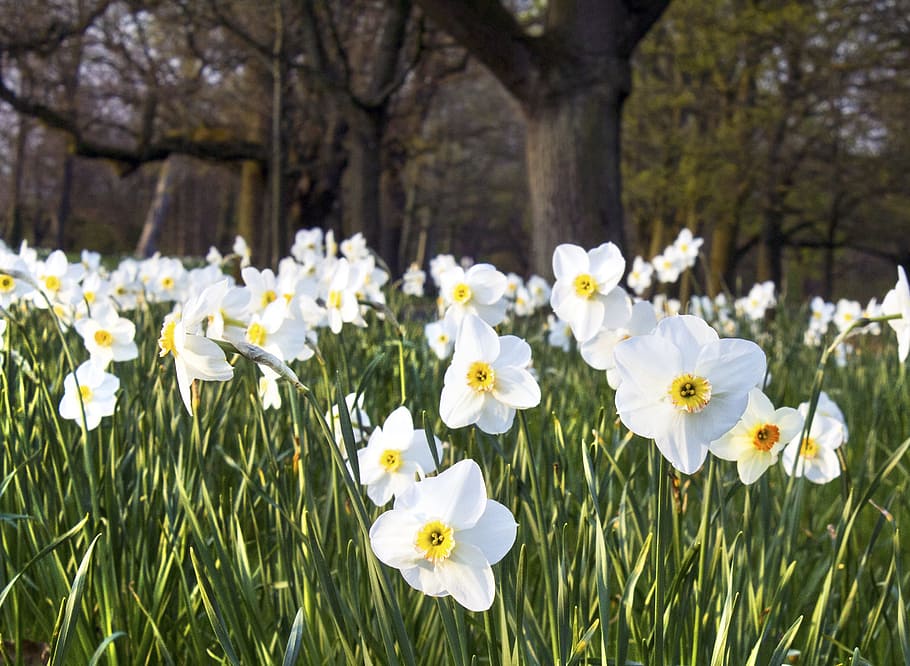 daffodil, flower, bed, spring, nature, floral, spring flower HD wallpaper