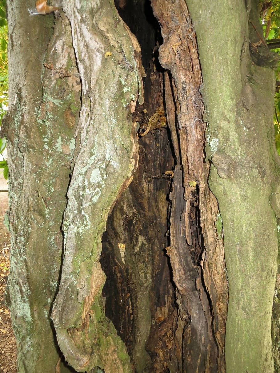 tree, trunk, hollow, decayed, aged, weathered, natural, nature HD wallpaper
