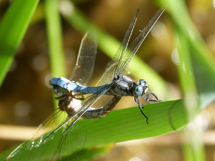 Dragonfly, Blue, Couple, blue dragonfly, reproduction, insects mating, HD wallpaper