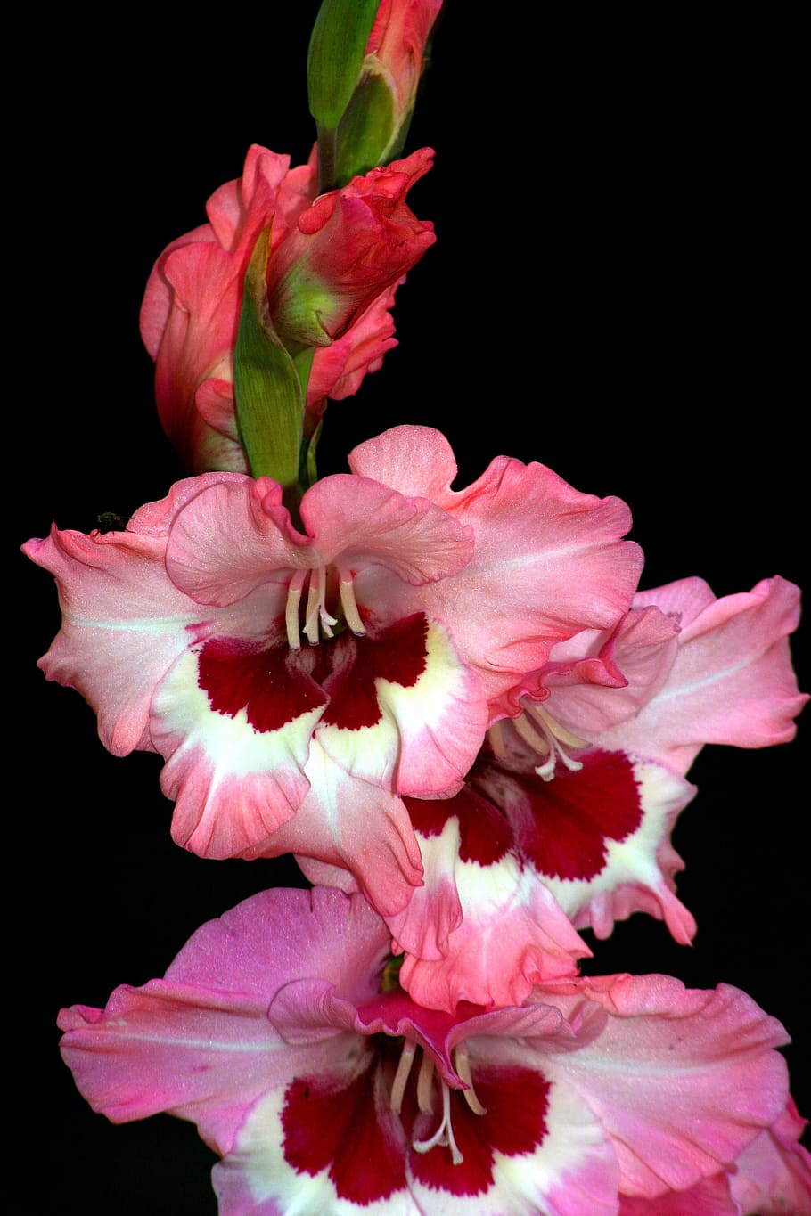 flower, gladiolus, macro, flowering plant, vulnerability, fragility HD wallpaper