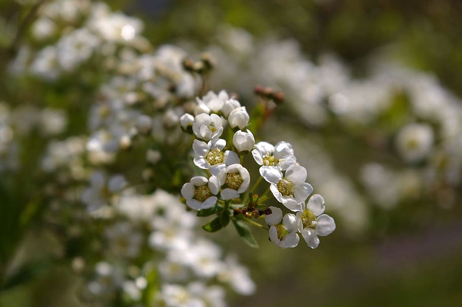 flowers, spring, white, close, nature, bush, early bloomer HD wallpaper