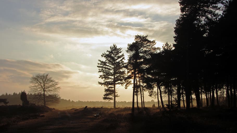 dutch landscape, hei, tree, plant, sky, cloud - sky, nature HD wallpaper