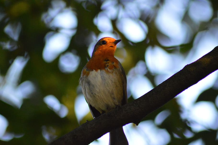 bird on tree, robin, red robin, animal, animal themes, animal wildlife HD wallpaper