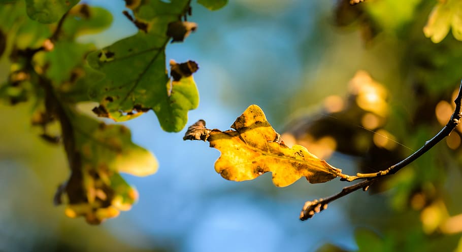 dried leafs, focus photo of green leaf, leaves, dying leaf, foliage HD wallpaper