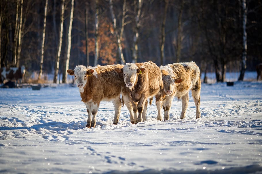 Cows, Beef, Cow, Cattle, Pasture, mammals, snow, winter, cold temperature HD wallpaper