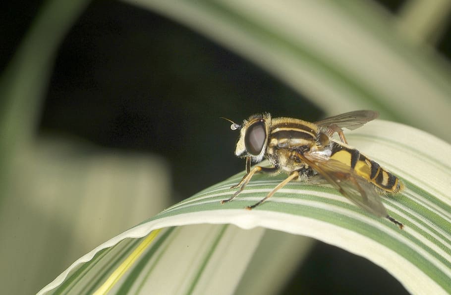 hoverfly, wildlife, insect, macro, yellow, nature, close-up HD wallpaper