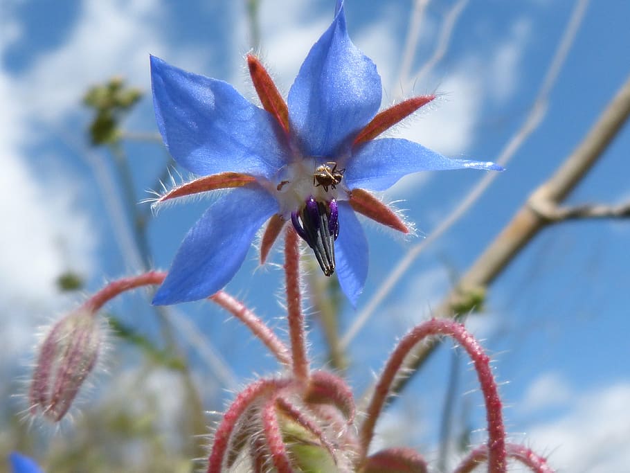 flower, sky, blue, plant, close-up, beauty in nature, flowering plant HD wallpaper