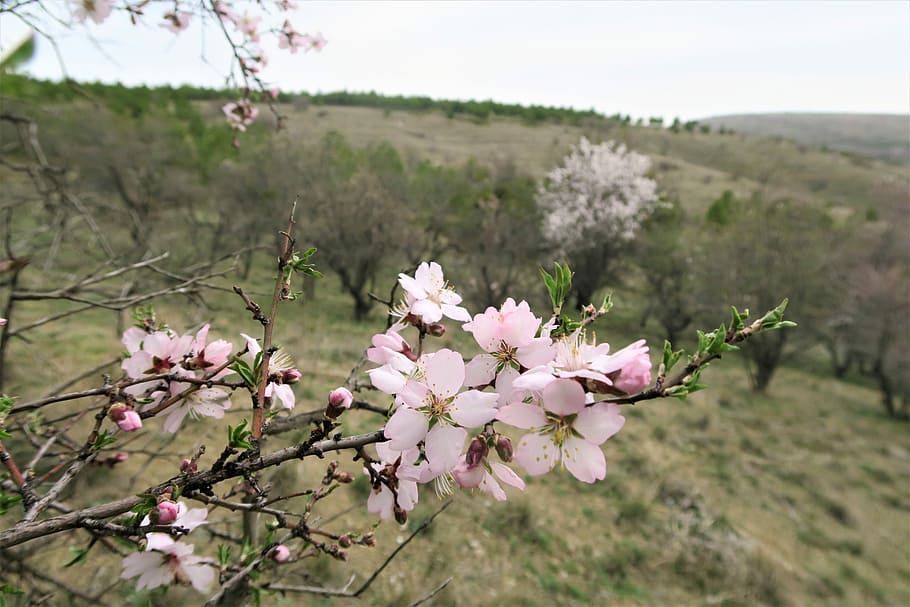 almond tree, flower, nature, plant, flowering plant, beauty in nature HD wallpaper