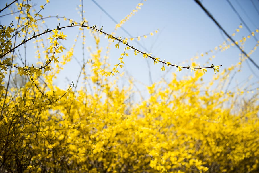 spring, forsythia, landscape, yellow, plant, beauty in nature HD wallpaper