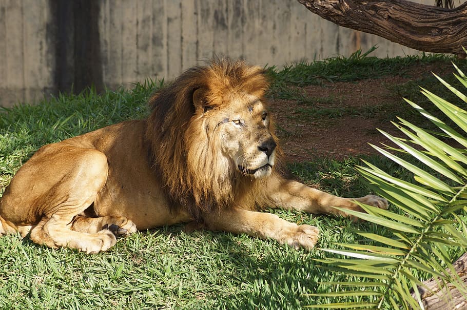 zoo, lion, carnivore, animal, animal themes, one animal, mammal HD wallpaper