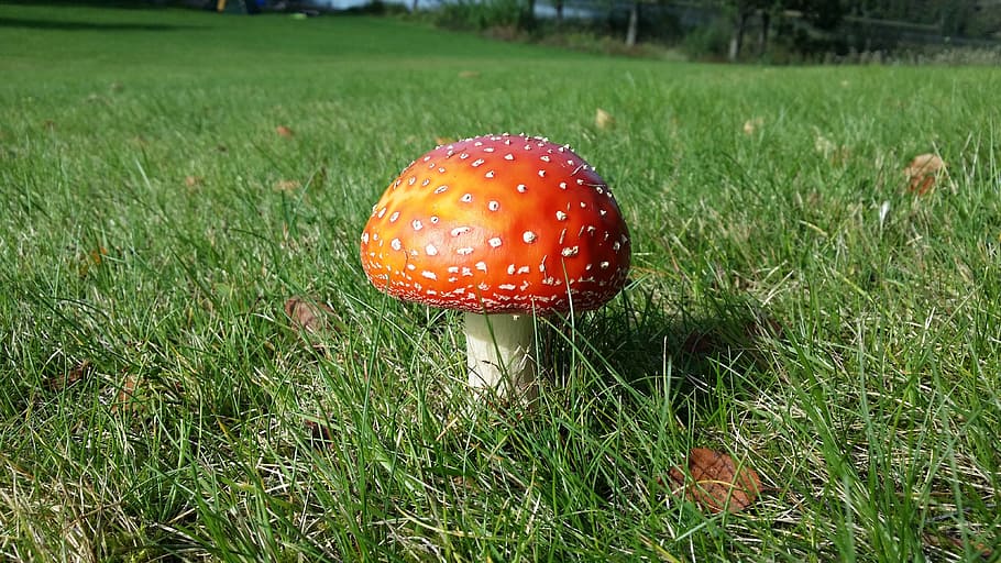 autumn, fly agaric, red hat, fungus, mushroom, grass, plant HD wallpaper