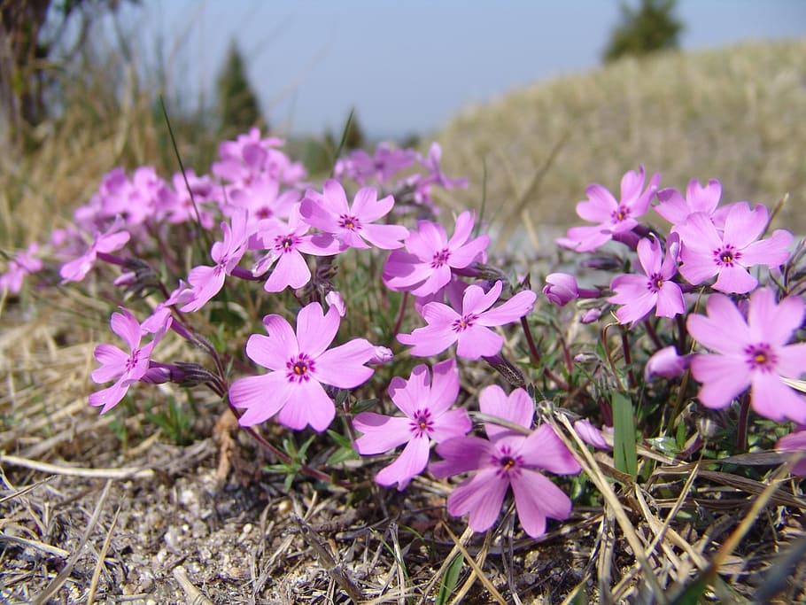 flower grass, flowers, nature, pink flower, flowering plant HD wallpaper