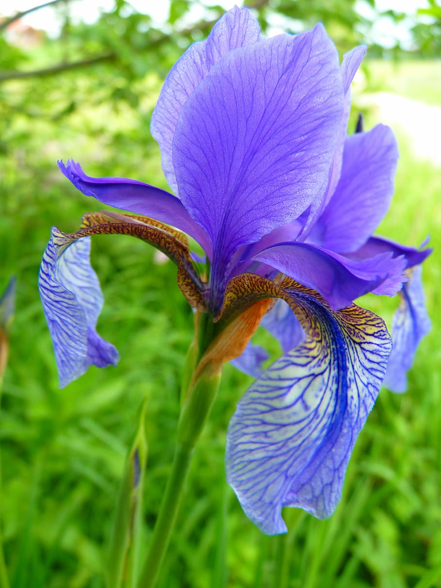 purple iris flower selective-focus photography at daytime, blue HD wallpaper