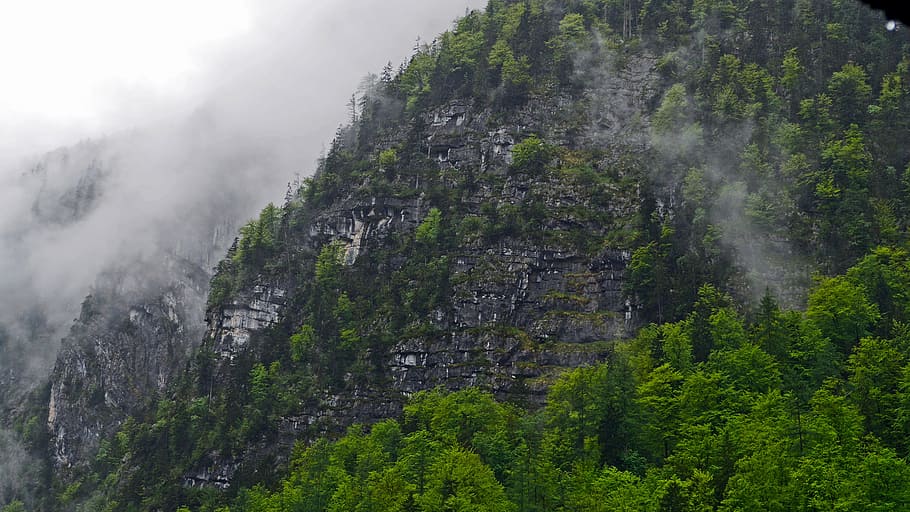 hallstatt, mountainside, after the rain, cloud, tree, fog, plant