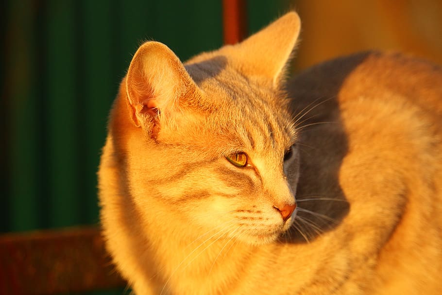 cat, autumn, evening light, kitten, fall color, mammal, animal themes HD wallpaper