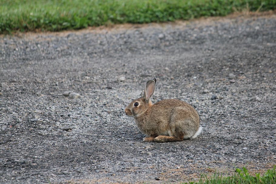 Animal, Rabbit, bunny, animals in the wild, animal wildlife HD wallpaper
