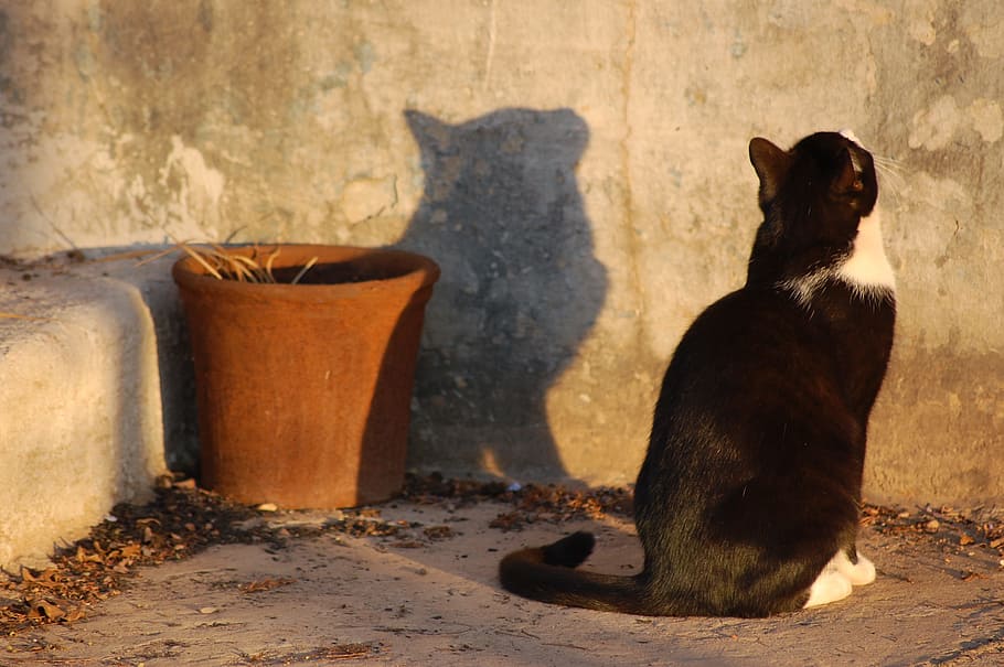 black and white cat standing in front of wall, shadow, profile HD wallpaper