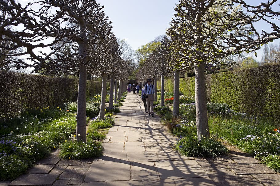 pleached trees, avenue, stone path, hedges, perspective, spring planting HD wallpaper