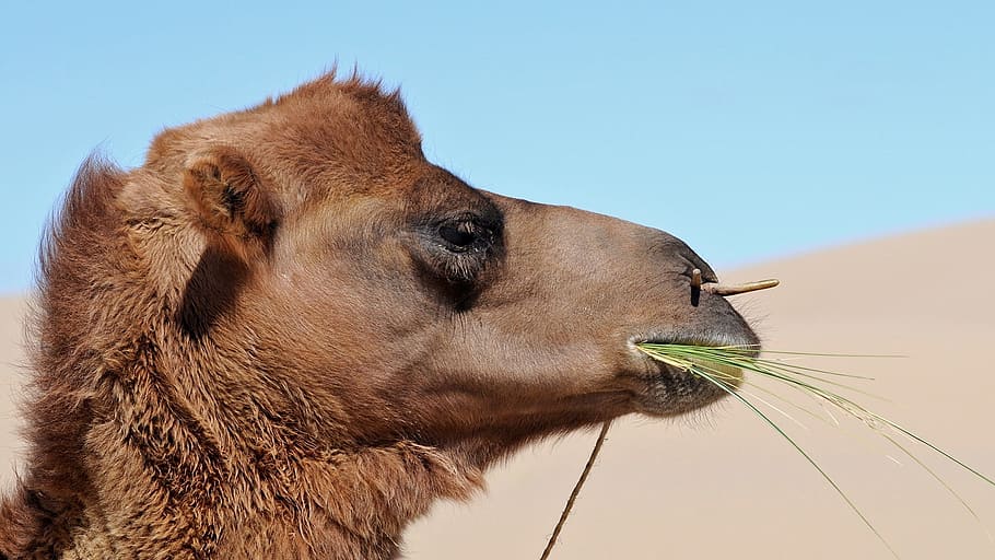 mongolia, camel, eat, desert, animal themes, one animal, mammal HD wallpaper