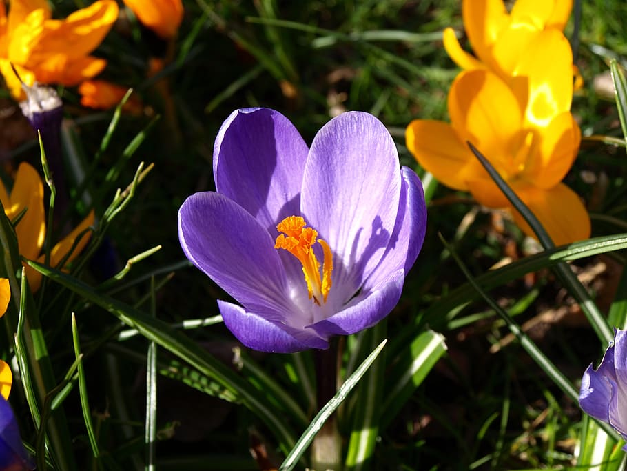 flowers, crocus, macro, bloom, blue, spring, blossom, nature HD wallpaper