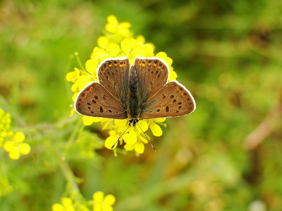 close up photography of butterfly on yellow flower, brown moth on yellow flower macro photography HD wallpaper