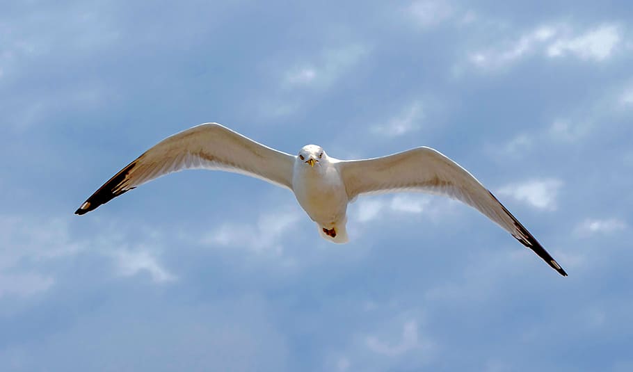 seagull, flying, sky, ave, animal themes, animals in the wild HD wallpaper