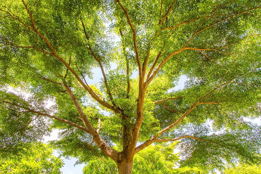 twigs, backlit, branch, tree, plant, growth, green color, low angle view HD wallpaper