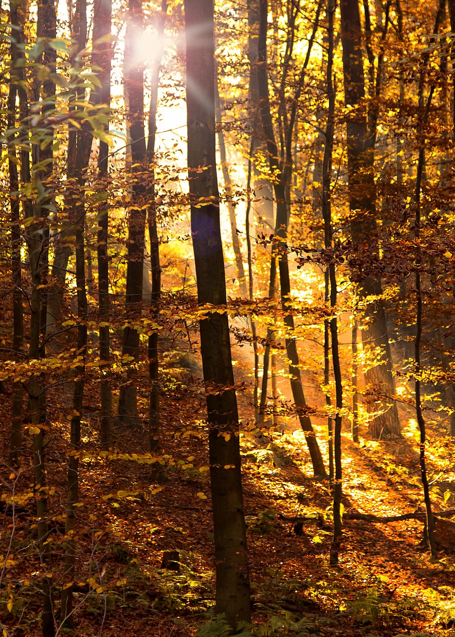 yellow leaf trees taken at daytime, forest, sunlight, light beam HD wallpaper