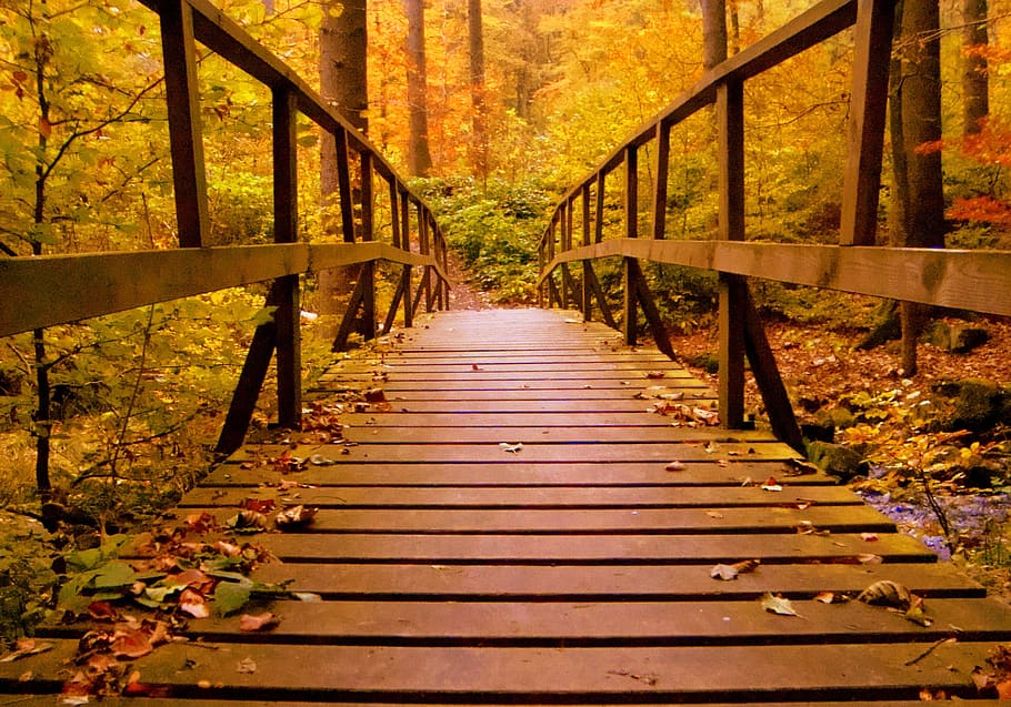 brown wooden bridge, forest, autumn, web, boardwalk, nature HD wallpaper