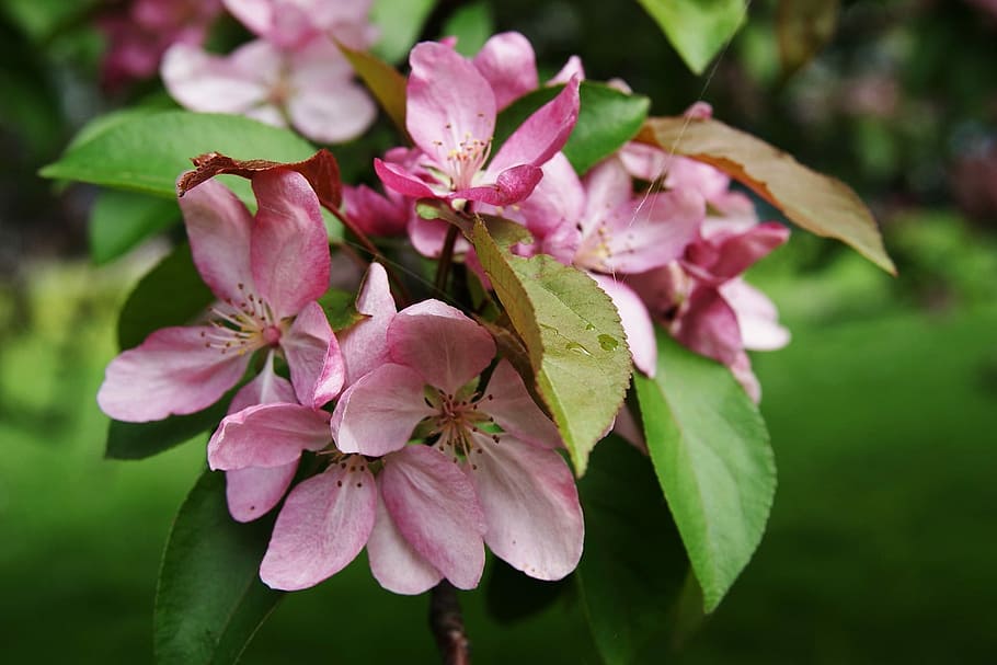 Spring, Nature, Tree, Flower, Blooms, flowers, pink color, petal HD wallpaper