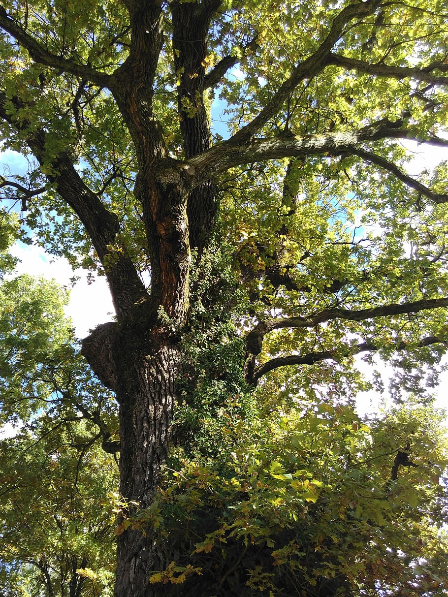oak, nature, old, tree, plant, growth, tree trunk, low angle view HD wallpaper